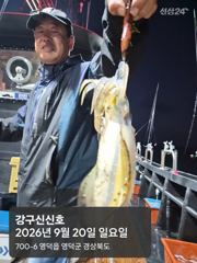 26.0920 일요일 무늬오징어 조황 장원27 총285 강구신신호 팁런 선상낚시 사진