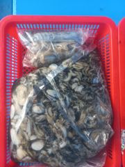 [계룡호] 2026 9 22 쭈갑 사진