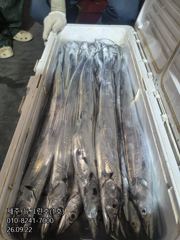 [[제주 뉴그린호(1호) 9월 22일 야간갈치 조황]] 사진