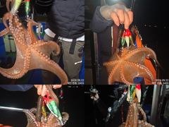 [진해] 22일 피딩오듯 쓸어담아 잡고온 굵직한 제수용 야간~돌문어 … 사진