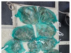 [마산] 마산뉴다경호>>마산 내만문어 키로오버 많이 나옵니다. 사진