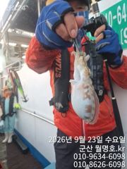 23일, 군산쭈꾸미,갑이랑 함께~날마다 잘 나오고 있어요~오전반 실시간~~군산낚시프라자 월명호 사진
