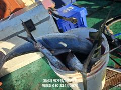 23)대삼치 폭발 타작중입니다 사진