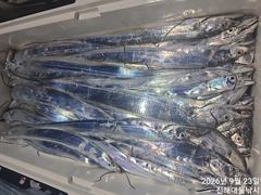 [진해] 와우~23일새벽,내만칼치 끝없는피딩 쿨러넘쳐넘쳐 대박~일,월,화… 사진