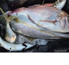 대부시리~~전갱이~참돔조황 사진