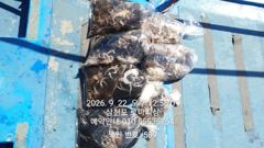 [사천] (쭈갑)올해는 삼천포로~주꾸미 80여수 장원~로마피싱(24일예약… 사진