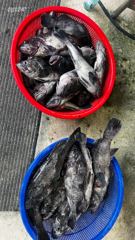 격포 개우럭호 22일 먼바다ㅇ우럭 시즌전 탐사 다녀왔습니다 사진
