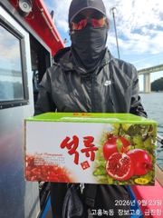 추석재수용 녹동돌문어 물반문어반6탄 사진