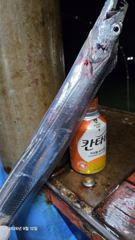 [진해] 오늘9/23(수),내일(목)내만갈치 자리여유있습니다. 사진