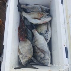 [사천] (사천저도좌대&펜션)9윌21,22일 저도좌대 조황 사진