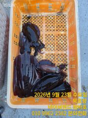 묵호항 무늬오징어 낚시 사진