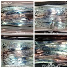 내만갈치 23일새벽 3지 3.5지 엄청잡았습니다 예약가능 사진