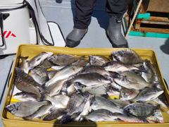 마리수의 가을 감시 사진