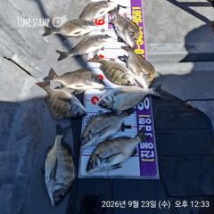 [마산] 진동영근호 오늘 감성돔 조황입니다 사진