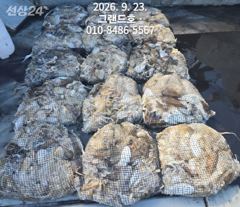 23일, 군산쭈꾸미,갑이와 함께 나오고 있어요~빵빵한 망탱이 굿조황~~군산낚시프라자 그랜드호 사진