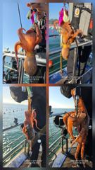 [사천] 가을문어 사량도 굴어장조황 두자리수 세분 사진