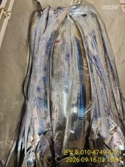 [진해] 먼바다 갈치 텐빈 내일 목요일 정상출항 자리여유!! 사진