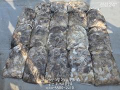 23일, 군산쭈꾸미,갑이와 함께 나오고 있어요~빵빵한 망탱이 굿조황~~군산낚시프라자 포세이돈 2호 사진
