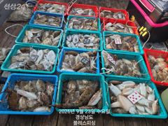 9월23일 갑오징어 조황입니다~^^ 사진