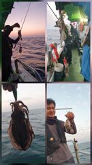 23일 뉴프린스호 쭈꾸미 갑오징어 조황입니다 사진