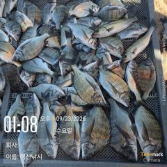 [고성] 병산 감성돔39외 마리수 선상배 &선외기흘림조황~~ 사진