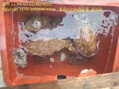 주꾸미 갑오징어 조황 입니다 사진