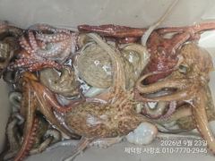 "돌문어"1100g외 3자릿수~개인15수14수13수11수등 계속 ~ 전원 손맛~^^ 사진