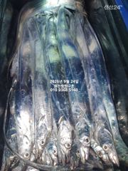 내만갈치)23일조황-평균사이즈 큽니다~오늘 예약가능 사진