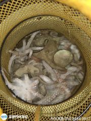 [포항] 23일 돌문어 조황 굿~ 추석날 야간 여유자리 사진