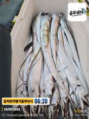 추석갈치잡이3지지급 이상 제법 나왔네요 오늘도 자리 여유 두자리 하실분은 장비챙겨오세요 사진