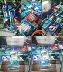 [경주] 23일 kg급 무늬오징어. 배 먹물그림 화려한 산수화는 저리가라… 사진
