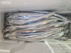 뉴새바다호 홍도 남쪽 갈치 쿨러조황입니다 사진