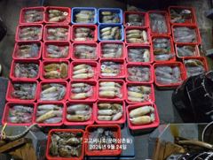 무늬오징어(초초대박) 장원 33수 30수 25수 깔렸네요~고고써니호(24일 예약) 사진