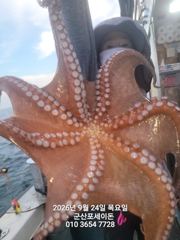 24일,군산 문어~싸이즈 좋은 문어~오늘도 스타트~실시간~~군산낚시프라자 포세이돈호 사진