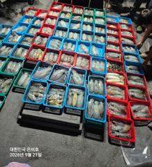 [남해] 무늬오징어 사진