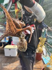 [사천] 오늘 야간문어 출조확정 13자리여유 2호 자리여유 사진