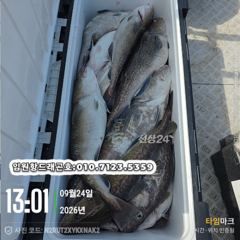 임원항드래곤호 왕대구 조황입니다 사진
