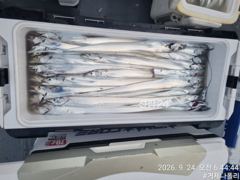 [거제] 갈치 텐야 텐빈!!!! 갈치들이 터지기 시작합니다!!!!! 사진