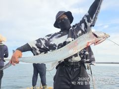 9/24 미터오버 대삼치/대방어/대고시 빅! 히트~ (금-오후/토/일 모집중!) 사진