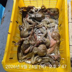문어 장원 21마리 씨알이! 사진