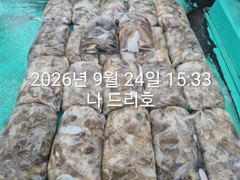 24일, 군산주꾸미 ~싸이즈 좋아요~갑이는 덤~2~3망탱이 굿굿조황~군산낚시프라자 나드리호 사진