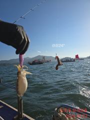 [사천] 쭈꾸미가 버글버글합니다.풍요롭고 화목한 한가위 되시길!! 사진