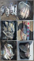[거제] 거제어구수성호 감성돔 참돔 전갱이 문어 등 금일조황 사진