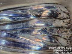 [진해] 준내만갈치~대치들까지 쿨러 채우고~27일부터 예약가능합니다 사진