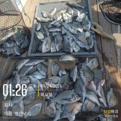 병산 감성돔35외 마리수 선상배 및 선외기흘림조황~~ 사진