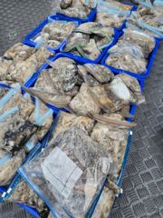 [쭈·갑·문조황]9/24[홍원항영진낚시]lt;가이아호gt;쭈amp;갑출조조황입니다~!! 사진