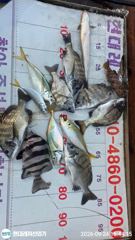 [통영] 통영현대레저)갑오징어.감성돔마릿수및뺀찌.참돔 사진