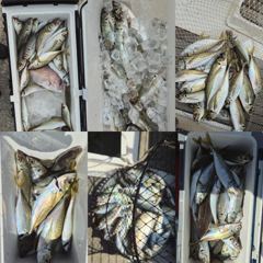 지세포 수퍼 전갱이 조황 사진
