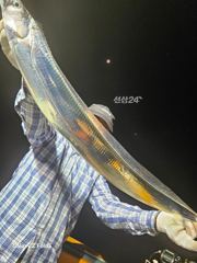 진도 << 일오삼호 >> 왕갈치 조황입니다. << 9/27(일)부터 출조 합니다 // 자리여유 많이 있습니다. >> 사진