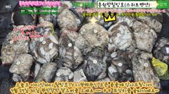 9월24일 홍원항힐링호 대박^^ 쭈갑 망테기 조황~!장원12.5kg 2등11kg3등 4등10kg 등등..전원 7kg이상씩 잡으셨네요^^; 오늘도 문어1kg~는 서비스 ㅋㅋ 사진